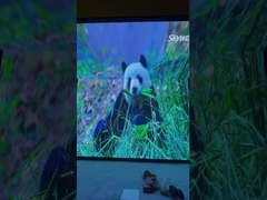 P2.604mm Outdoor Rental LED Screen Waterproof Versatile For Large Scale Advertising